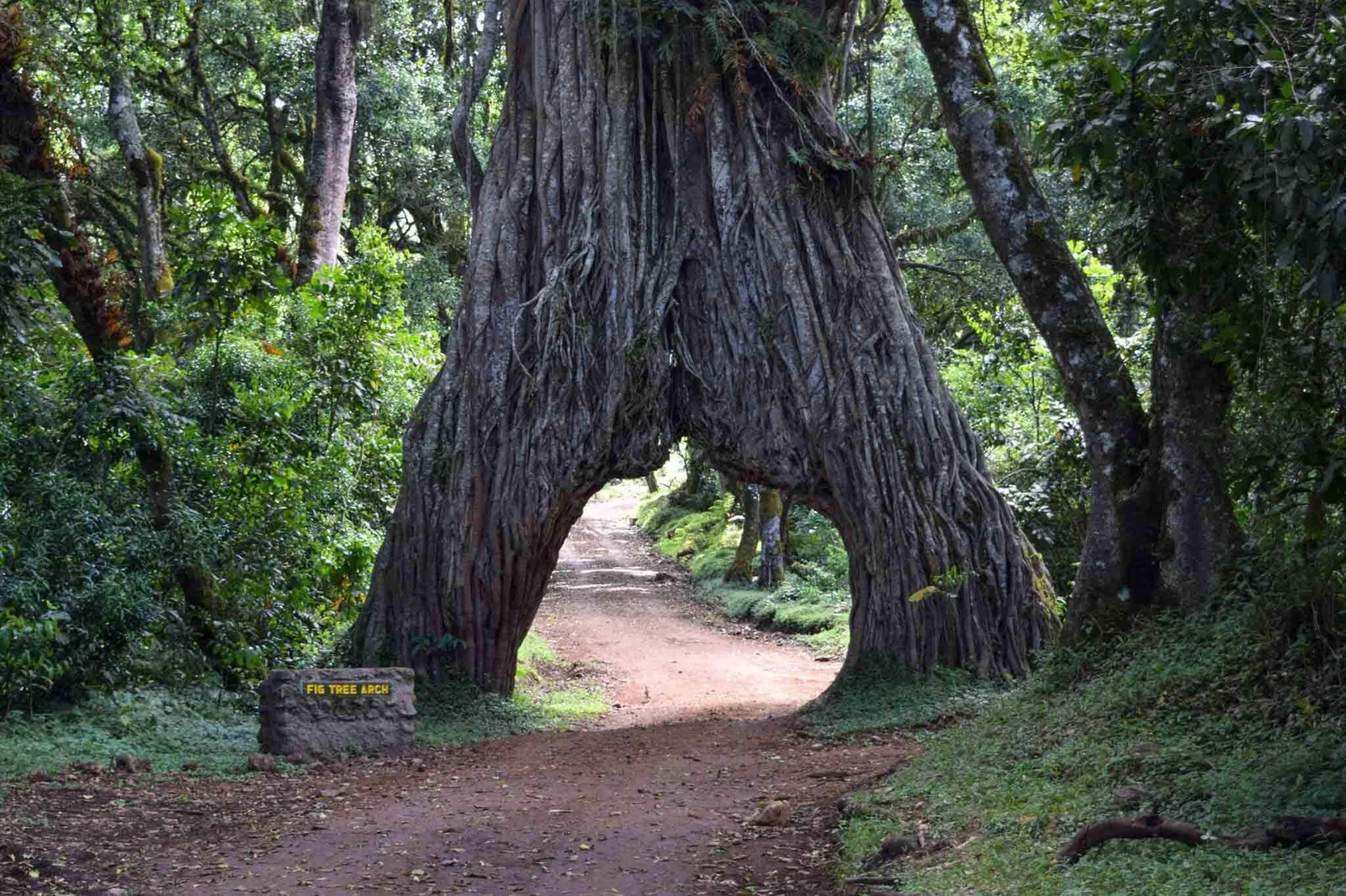Walking Tour Arusha National Park