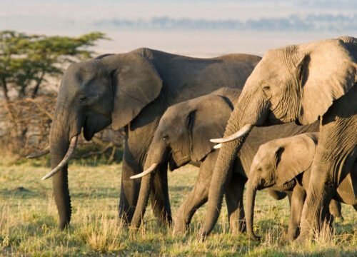 Wildlife Spotlight: The African Elephant
