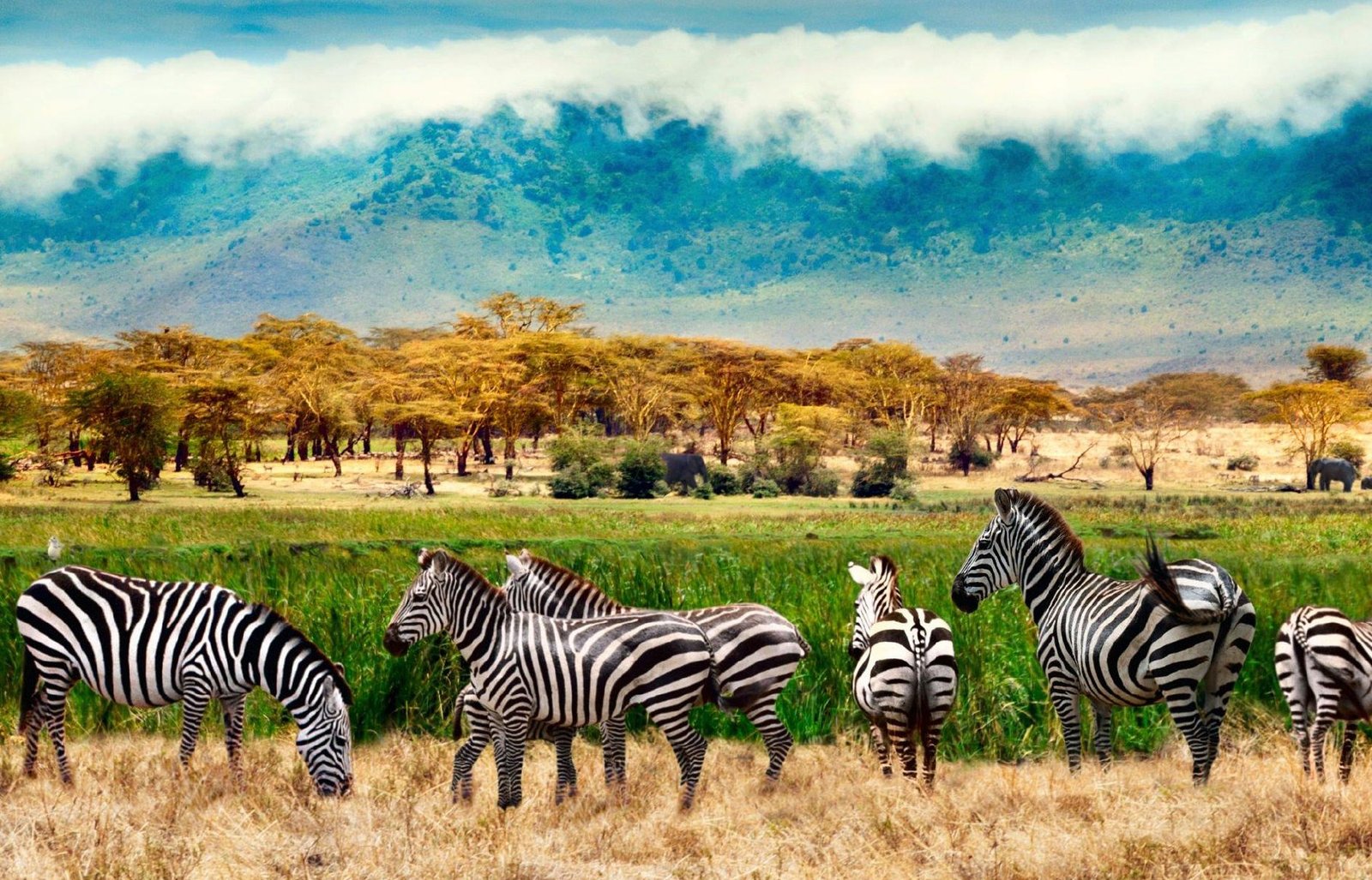 Manyara02