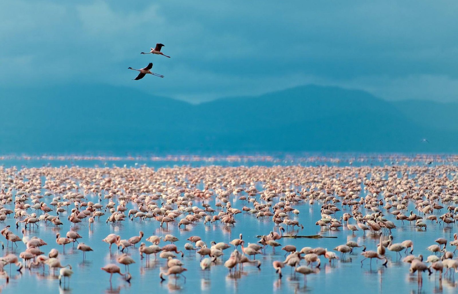 Manyara05