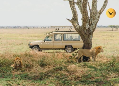 A Guide to Serengeti’s Wildlife and Migration