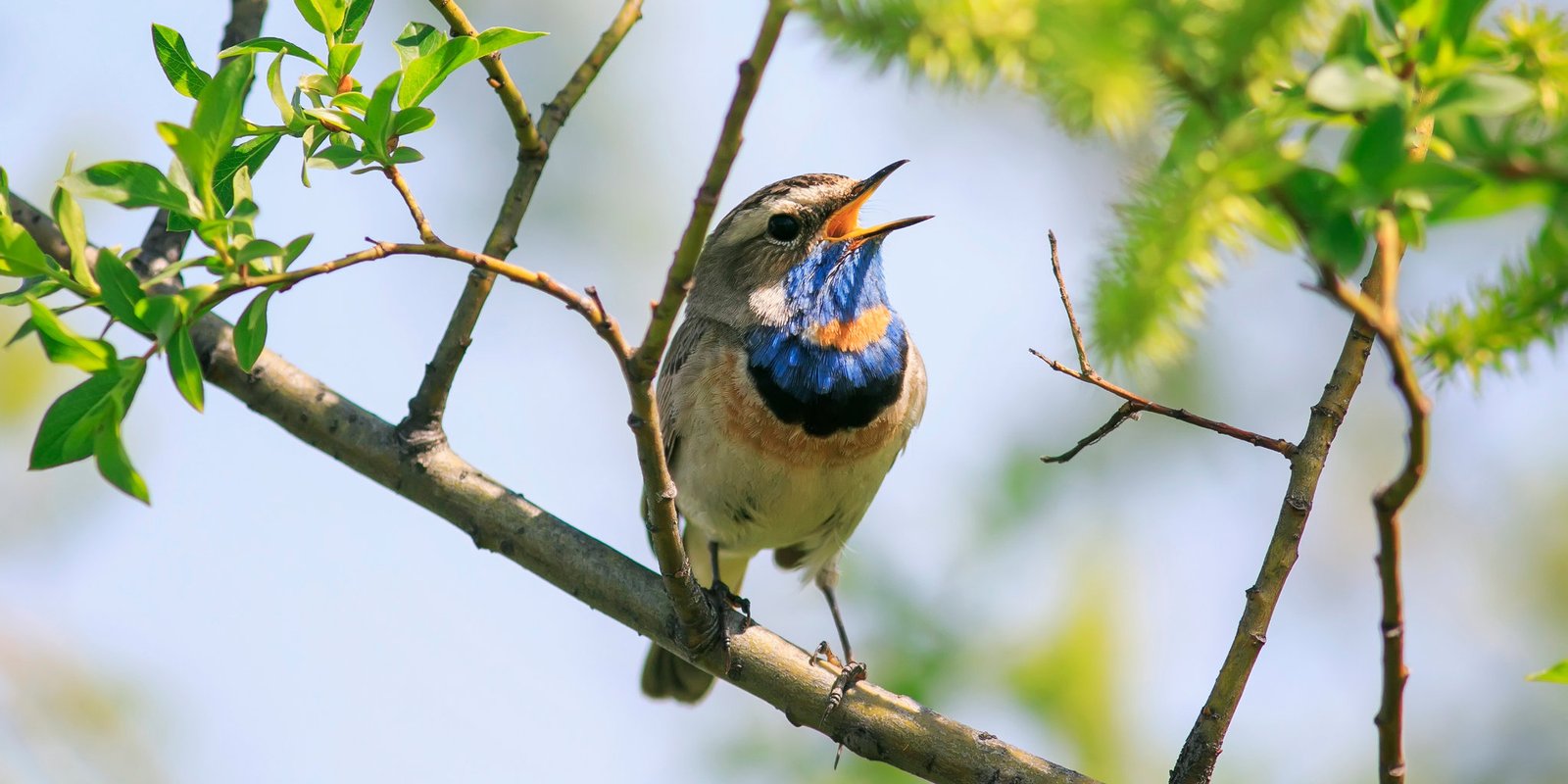 ⁠A guide to birdwatching in Tarangire