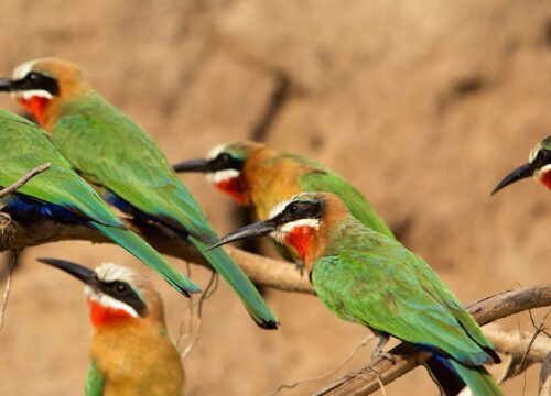 A guide to birdwatching in Tarangire