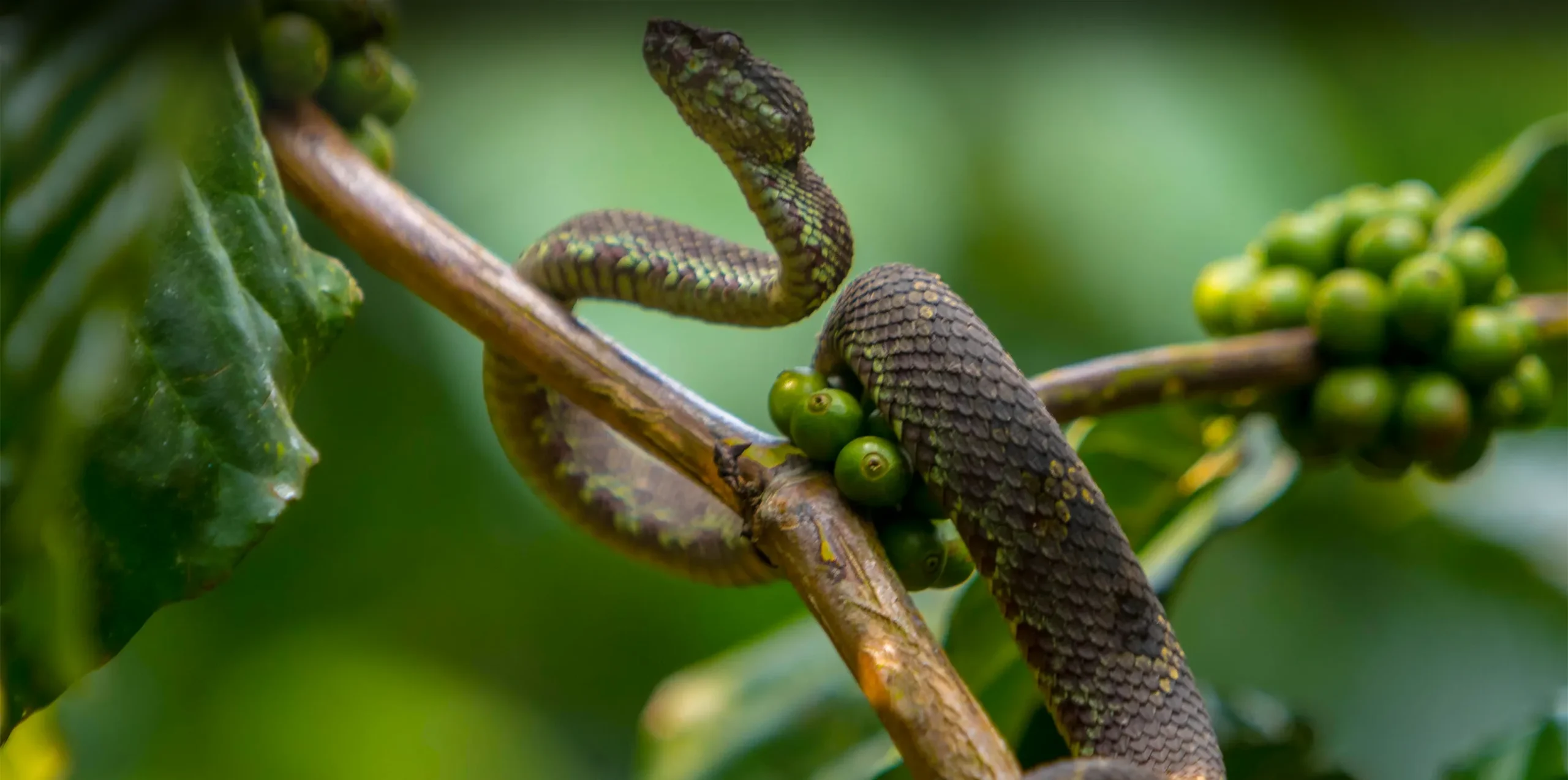 arusha-snake-park-tour-banner