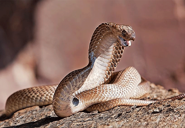 Snake Park