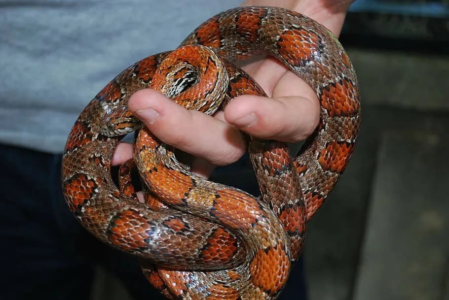 snake-meserani